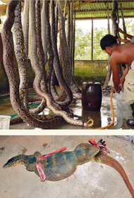 Netzpythons werden bis zu neun Meter lang und 100 Kilo schwer – aber dem Menschen sind sie hilflos ausgeliefert. Pythons und Warane sind wichtig für das Waldökosystem Netzpythons werden bis zu neun Meter lang und 100 Kilo schwer – aber dem Menschen sind sie hilflos ausgeliefert. Pythons und Warane sind wichtig für das Waldökosystem