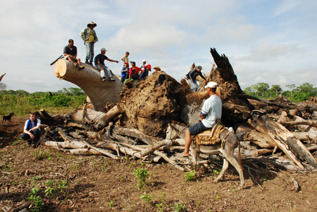 Bauernfamilien mit einem gefällten Urwaldbaum. Für Palmölplantagen lassen die Konzerne unzählige solcher Riesen abholzen und die fruchtbaren, artenreichen Auen am Magdalena-Fluss trockenlegen