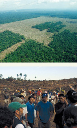 Oben: Abholzungen für Palmölplantagen Unten: Dorfbewohner u. Regionalbehörde begutachten heimlich die Zerstörungen