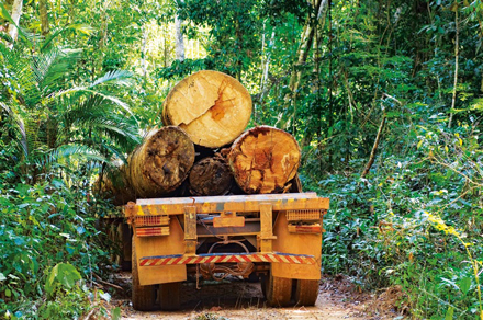 Kostbares Diebesgut aus dem Amazonas ­Regenwald in Brasilien