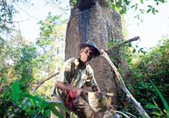 Sam Maes bei der Vorbereitung, um das Baumharz zu gewinnen.   Er gehört zur indigenen Minderheit der Kuy, die seit Jahrhunderten mit dem Wald in Harmonie leben. Die wertvollen Harzbäume werden vererbt – sie tragen zum Familien einkommen bei