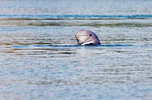 Regenwald-News Mekong