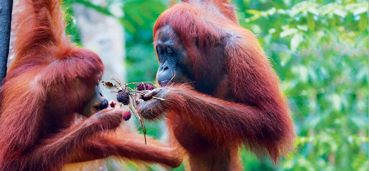 Wir pflanzen Bäume für die Orang-Utans