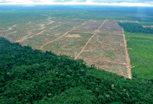 Wir brauchen Regenwald ohne Grenzen