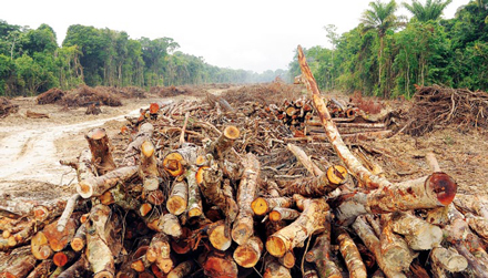 Gefällte Baumriesen am Xingu-Fluss. Die Rodungenfür den Belo Monte-Staudammhaben längst begonnen