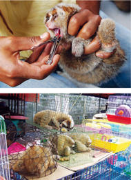 Erst werden die Giftzähne brutal entfernt, dann landen die Loris auf dem Tiermarkt Erst werden die Giftzähne brutal entfernt, dann landen die Loris auf dem Tiermarkt