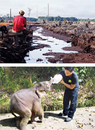 Kahlschlag für Ölpalmplantagen – in Malaysia wuchern sie bereits auf 5 Mio. Hektar, Tendenz steigend. Das Überleben in den letzten Regenwäldern wird immer schwieriger für Menschen und Tiere. Das Elefantenkalb, das Wildhüter bei der vergifteten Herde fanden, wird mühsam aufgepäppelt