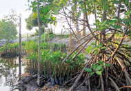 Die aufgeforsteten Mangroven schützen die Küste von Samal Island