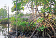 Mangroven Samal Island Die aufgeforsteten Mangroven schützen die Küste von Samal Island