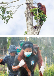 Ein Orang-Utan ist in Panik auf den letzten Baum geflüchtet. Den Tierschützern gelingt es, ihn  zu betäuben, zu bergen und wegzutragen. Mit den anderen geretteten Tieren wird er später im Nationalpark freigelassen
