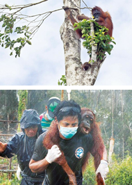 Ein Orang-Utan ist in Panik auf den letzten Baum geflüchtet. Den Tierschützern gelingt es, ihn zu betäuben, zu bergen und wegzutragen. Mit den anderen geretteten Tieren wird er später im Nationalpark freigelassen Ein Orang-Utan ist in Panik auf den letzten Baum geflüchtet. Den Tierschützern gelingt es, ihn zu betäuben, zu bergen und wegzutragen. Mit den anderen geretteten Tieren wird er später im Nationalpark freigelassen