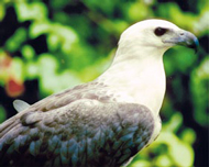 Der seltene Palawan-Adler gehört zu den bedrohten Tierarten der Insel Der seltene Palawan-Adler gehört zu den bedrohten Tierarten der Insel