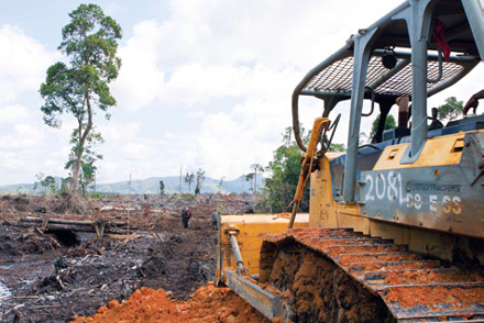 Kahlschlag über Nacht: Mit Motorsägen und Bulldozern hat die Palmölfirma BGA den Wald der Orang-Utans auf vielen Kilometern komplett zerstört
