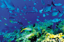 Wir können dazu beitragen, die Vielfalt der Ozeane zu bewahren