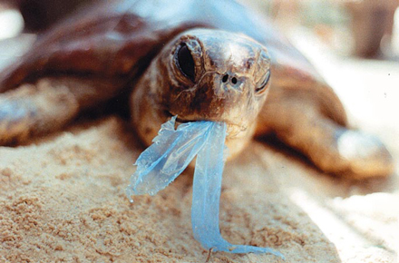 Viele Tiere halten Plastik für ihre Nahrung – und ersticken oder verhungern