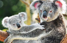 Koalas brauchen Schutz