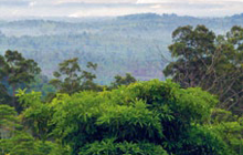 Regenwald in Brooke’s Point / Palawan