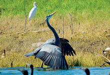 Schiedsgerichte bedrohen die Natur Wasservogel