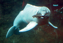 Goldfirmen klagen gegen Nationalpark Amazonas Delfin