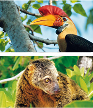Die Ureinwohner hören auf den Sulawesi-Hornvogel. Klingt sein Ruf gut, droht dem Wald keine Gefahr. Der endemische Bärenkuskus lebt als Kletterbeutler sehr gemächlich auf den Bäumen