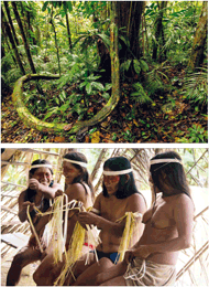 Lianen streben zum Licht und klettern an den Bäumstämmen empor. Die Huaorani-Indianer leben im Regenwald und bewahren das ökologische Gleichgewicht