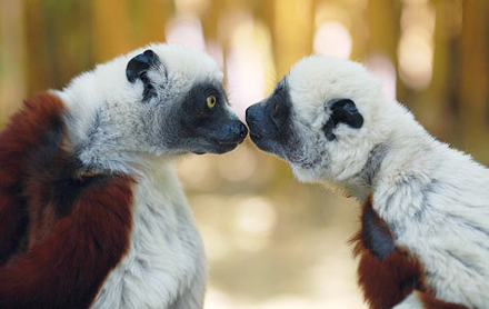 Madagaskar beheimatet gut 70 Lemuren-Arten, darunter die Coquerel-Sifaka-Lemuren