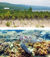 Auch die Unterwasserwelt von Samal Island profitiert vom neuen Mangrovenwald