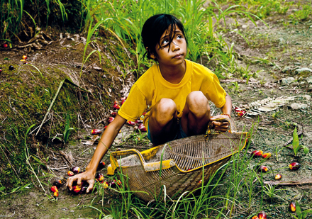 Arbeit statt Schule – das Mädchen sammelt Palmöl-Früchte (Foto: Jason Motlagh)