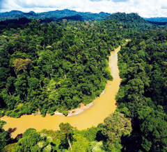 Das forderten Rettet den Regenwald und andere Aktivisten auf einer Lobby-
Veranstaltung der malaysischen ­Palmölindustrie in Berlin. In Sabah auf Borneo wachsen Malaysias letzte Urwälder (Foto: Rhett Butler/mongabay.org)