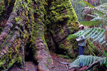 Erfolge für den Regenwald RR3-2014 Tasmanien