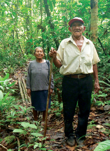 Regenwald kaufen und schützen