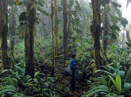 Regenwald Ecuador