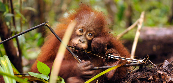 Spendenprojekt Borneo