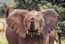 Regenwald-News Elefanten