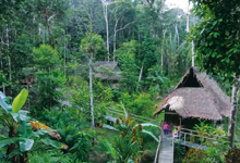 Regenwald-News Peru