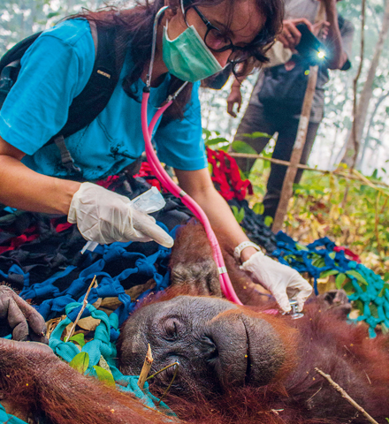 Rettung für die Orang-Utans