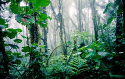 Artenreich ist auch der Nebelwald von Monteverde / Costa Rica