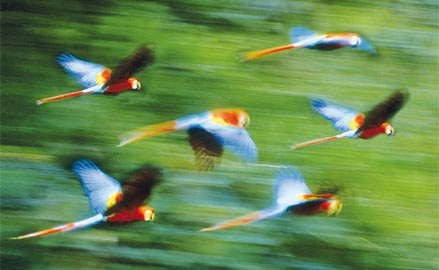 Es gibt 350 Papageienarten weltweit. Diese Aras leben in Tambopata / Peru.