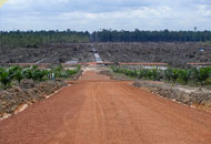 Aktuelle Umwandlung von Regenwald zu Palmölplantagen in Indonesien