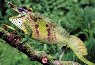 Das Chamäleon gehört zu den 82 Reptilienarten Das Chamäleon gehört zu den ><br />82 Reptilienarten