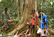 Ein Waldexperte von Tanah Putih erklärt den Kinder das Geheimnis der letzten Regenwald-Giganten. Die Dayaks aus Tanah Putih wollen die riesigen Bäume in ihrem Wald vor den Holzfällern retten.