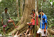 Ein Waldexperte von Tanah Putih erklärt den Kinder das Geheimnis der letzten Regenwald-Giganten. Die Dayaks aus Tanah Putih wollen die riesigen Bäume in ihrem Wald vor den Holzfällern retten. Ein Waldexperte von Tanah Putih erklärt den Kinder das Geheimnis der letzten Regenwald-Giganten. Die Dayaks aus Tanah Putih wollen die riesigen Bäume in ihrem Wald vor den Holzfällern retten.