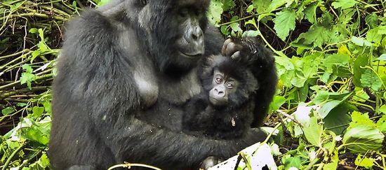 Gorillamutter mit Baby im Arm ruht in Waldlichtung