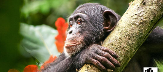Ein Schimpanse in Liberia