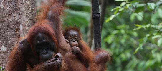 Orang-Utan in Tanjung Puting, Indonesien
