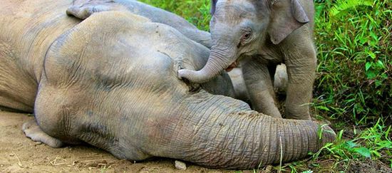 Ein Elefantenkalb versucht vergeblich mit seinem Rüssel seine am Boden liegende vergiftete Mutter zu wecken