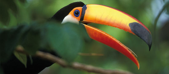 Ein Riesentukan sitzt auf einem Ast im Regenwald
