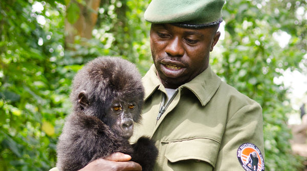Ein Ranger des Virunga National Park trägt ein Gorilla-Baby auf dem Arm