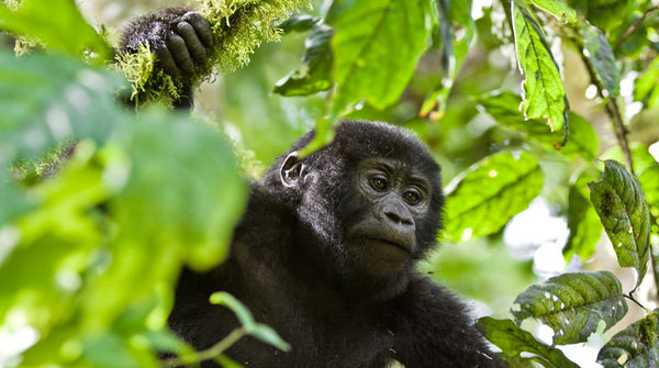 Ein junger Berggorilla klettert im Bwindi Nationalpark in Uganda in einem Baum