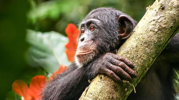 Ein Schimpanse in Liberia